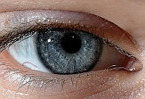 Auge